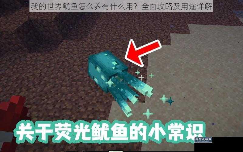 我的世界鱿鱼怎么养有什么用?全面攻略及用途详解