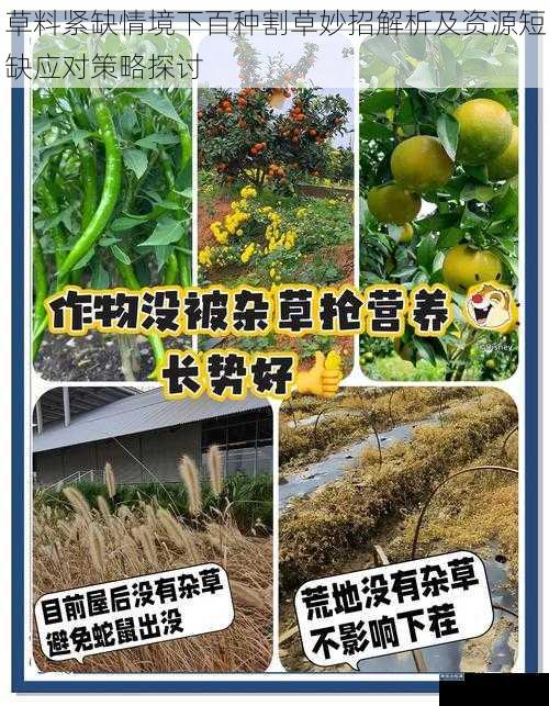草料紧缺情境下百种割草妙招解析及资源短缺应对策略探讨