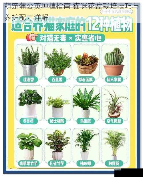 萌宠蒲公英种植指南 猫咪花盆栽培技巧与养护配方详解